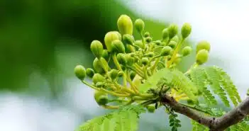 Comment tailler un albizia (arbre à soie) : tout ce que vous devez savoir