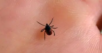 Comment savoir si l'on est atteint de la maladie de Lyme