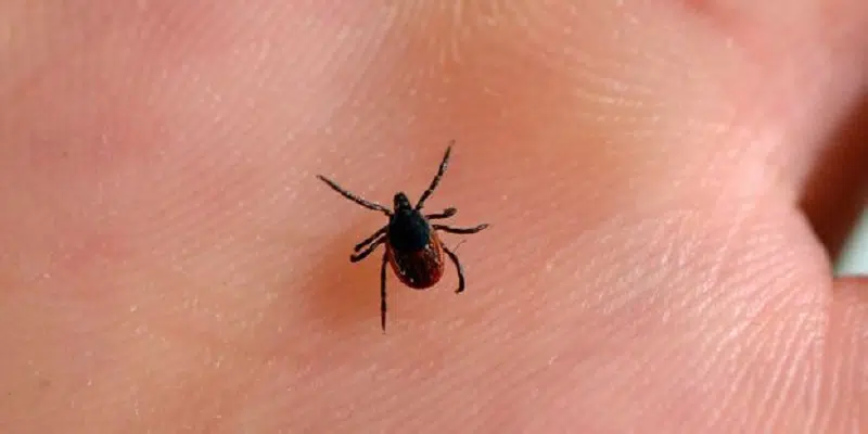 Comment savoir si l'on est atteint de la maladie de Lyme