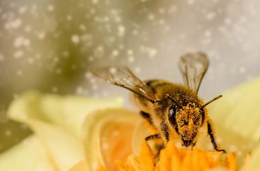 Qu'est-ce que l'essaimage et quelles en sont les causes ?